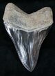 Large, Black, / Megalodon Tooth #12299-2